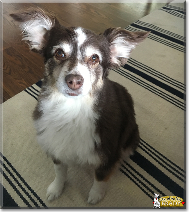 Brady the Toy Australian Shepherd, the Dog of the Day