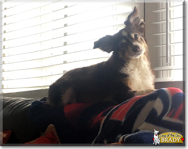 Brady the Toy Australian Shepherd, the Dog of the Day