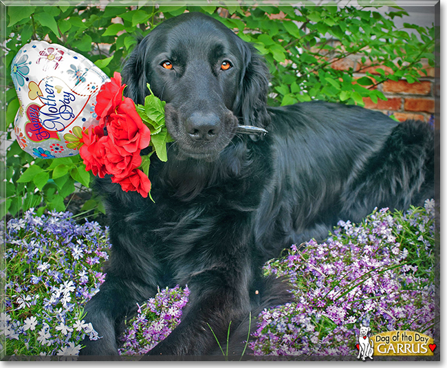 Garrus the Golden Retriever, Great Pyrenees, Labrador mix, the Dog of the Day