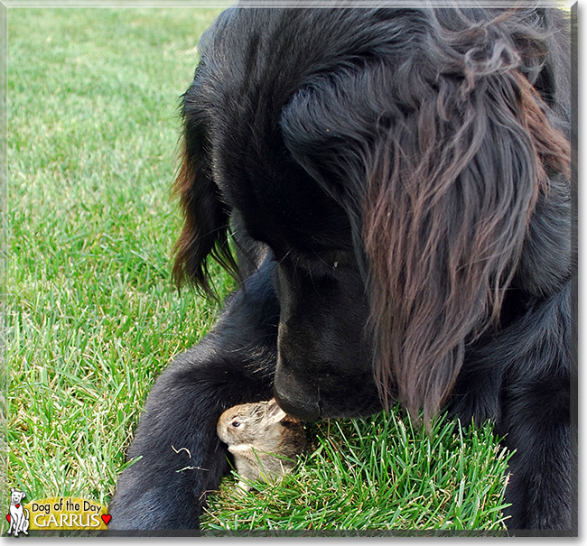 Garrus the Golden Retriever, Great Pyrenees, Labrador mix, the Dog of the Day