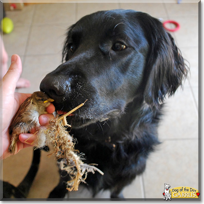 Garrus the Golden Retriever, Great Pyrenees, Labrador mix, the Dog of the Day