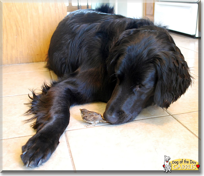 Garrus the Golden Retriever, Great Pyrenees, Labrador mix, the Dog of the Day