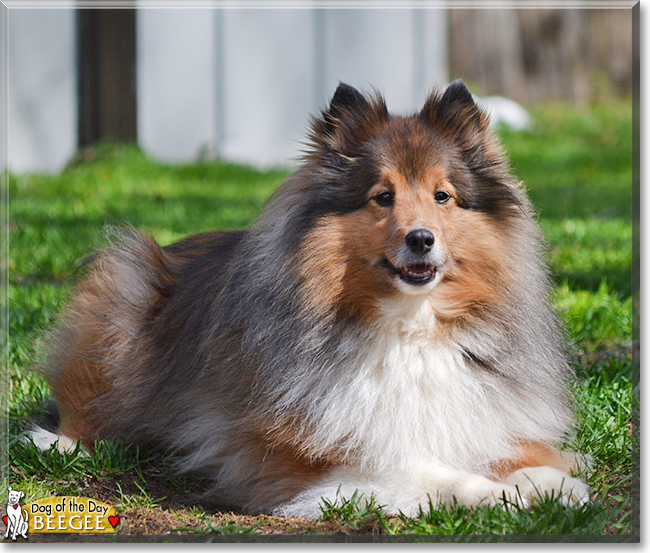 BeeGee the Shetland Sheepdog, the Dog of the Day