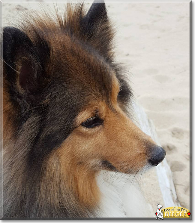 BeeGee the Shetland Sheepdog, the Dog of the Day