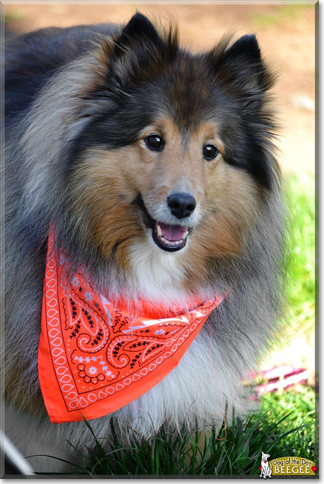 BeeGee the Shetland Sheepdog, the Dog of the Day