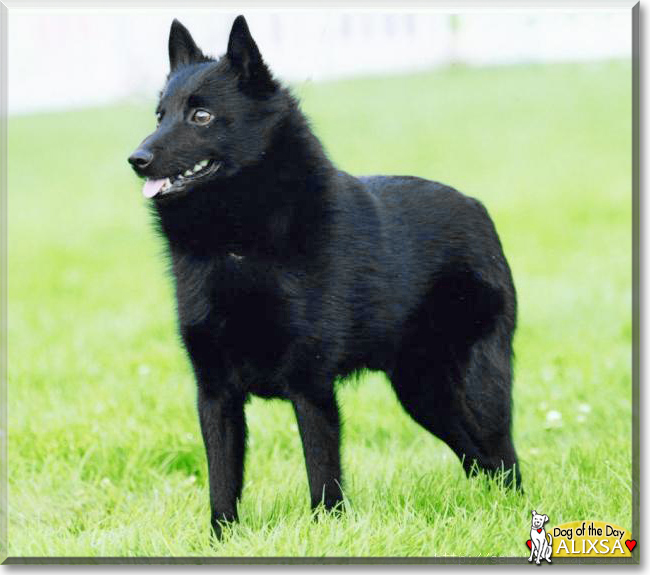 Alixsa the Schipperke, the Dog of the Day