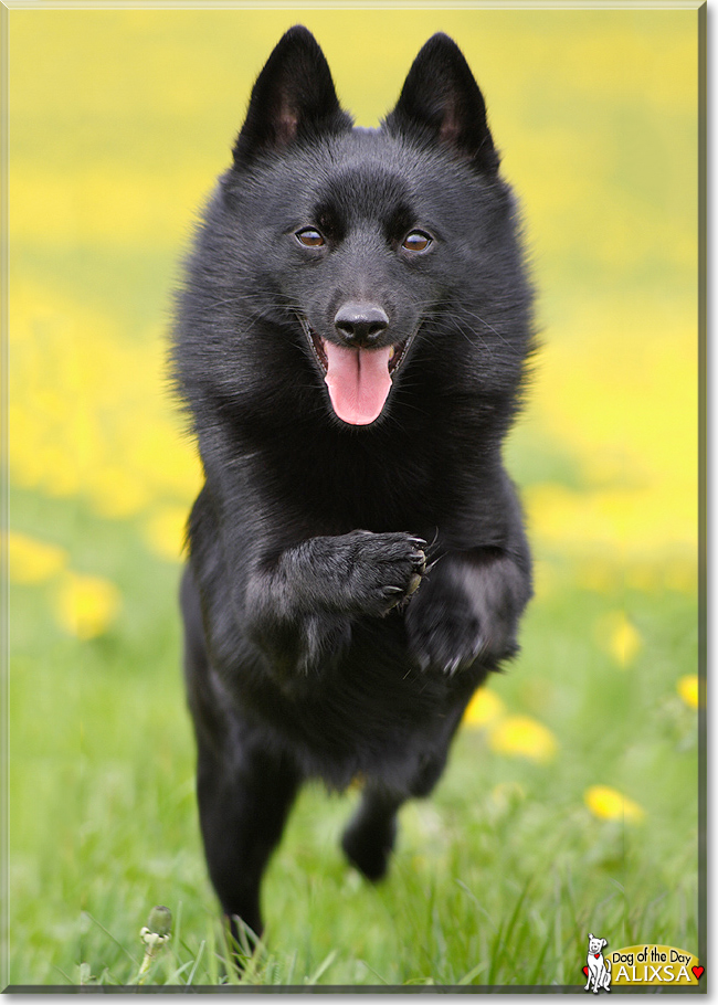 Alixsa the Schipperke, the Dog of the Day