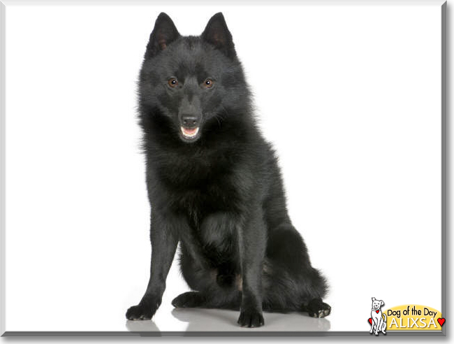 Alixsa the Schipperke, the Dog of the Day