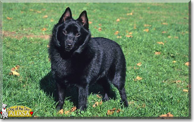 Alixsa the Schipperke, the Dog of the Day