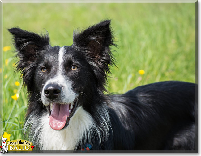 Balto the Border Collie, the Dog of the Day