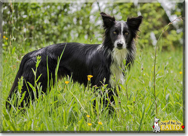 Balto the Border Collie, the Dog of the Day