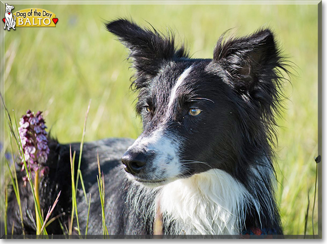 Balto the Border Collie, the Dog of the Day