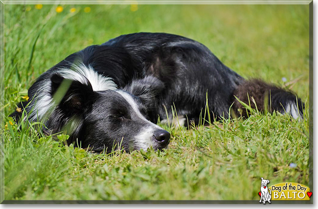 Balto the Border Collie, the Dog of the Day