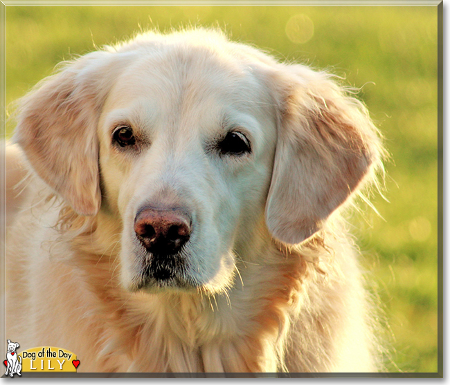 Lily the Golden Retriever, the Dog of the Day