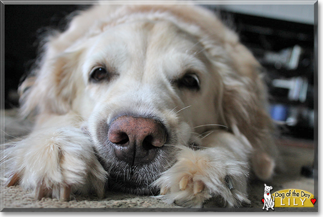 Lily the Golden Retriever, the Dog of the Day