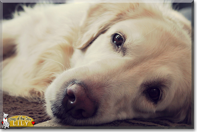 Lily the Golden Retriever, the Dog of the Day