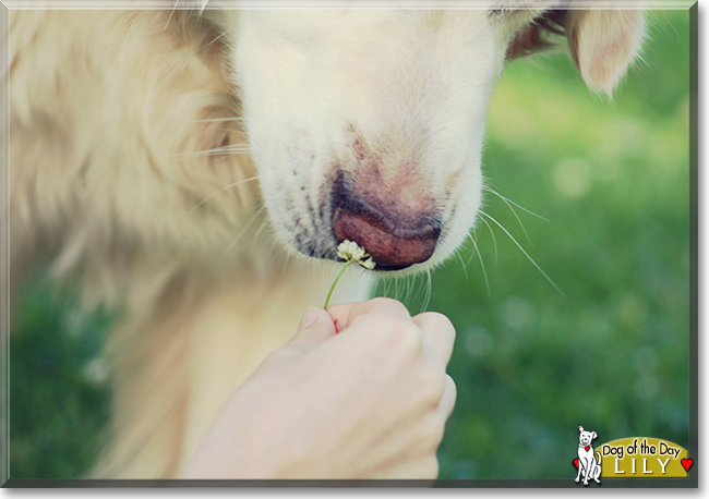 Lily the Golden Retriever, the Dog of the Day