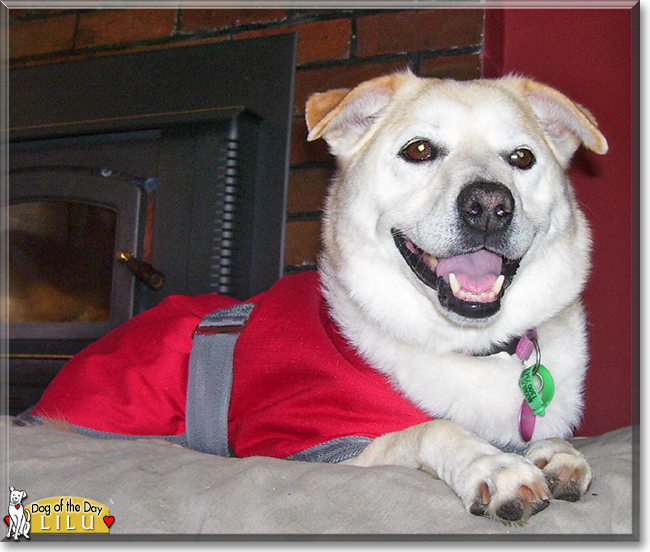 Lilu the Siberian Husky/Labrador cross, the Dog of the Day