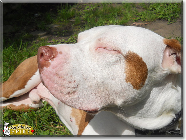 Spike the Pitbull Terrier, the Dog of the Day