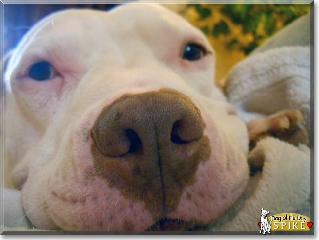 Spike the Pitbull Terrier, the Dog of the Day