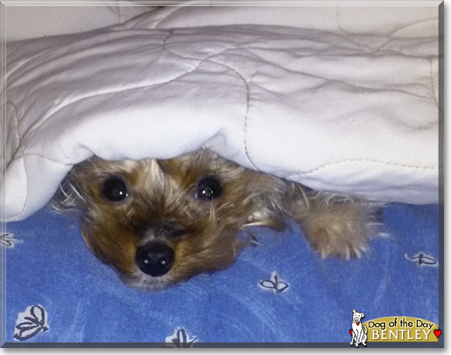 Bentley the Yorkshire Terrier, the Dog of the Day