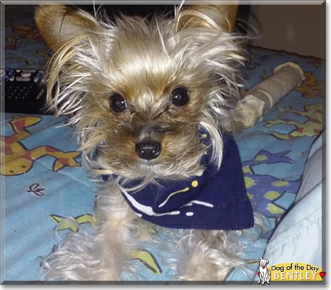 Bentley the Yorkshire Terrier, the Dog of the Day