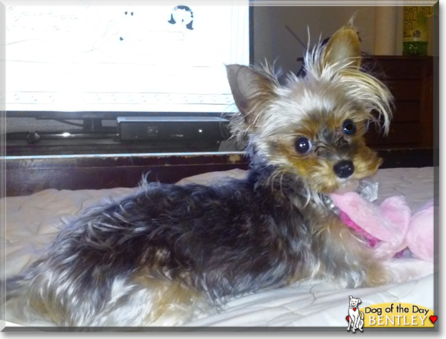 Bentley the Yorkshire Terrier, the Dog of the Day