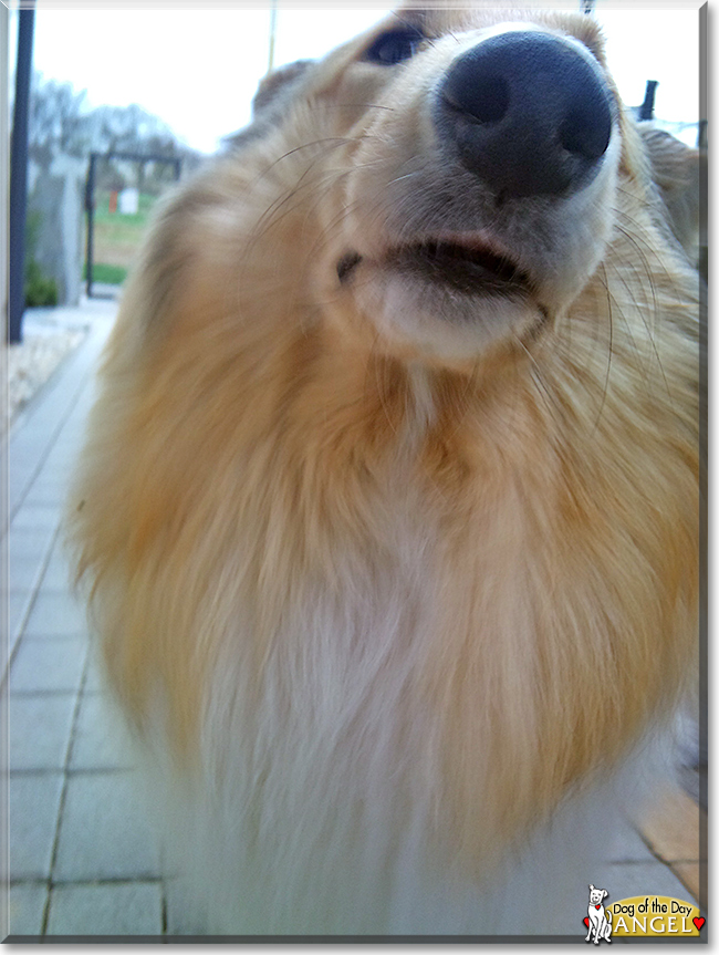 Angel the Rough Collie, the Dog of the Day