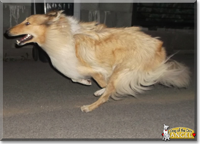 Angel the Rough Collie, the Dog of the Day