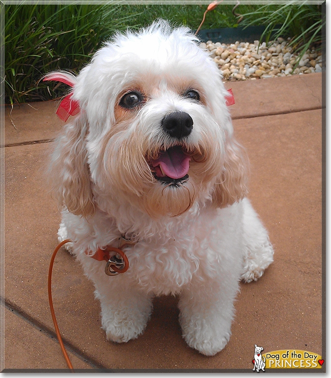 king cavalier and bichon mix