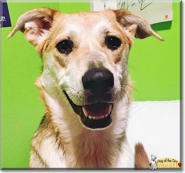 Mabel the Shepherd, Heeler mix, the Dog of the Day