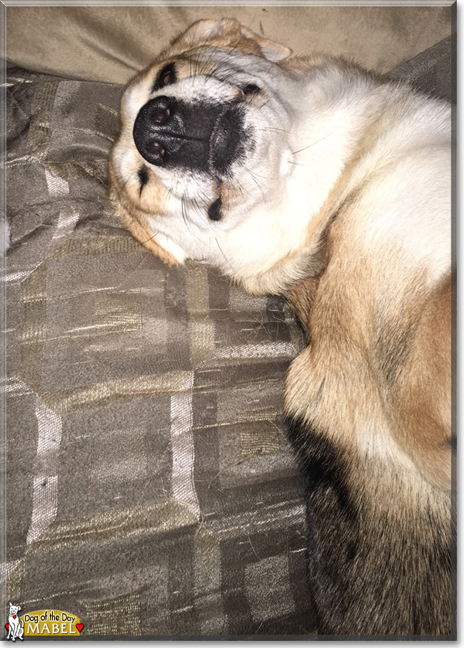 Mabel the Shepherd, Heeler mix, the Dog of the Day