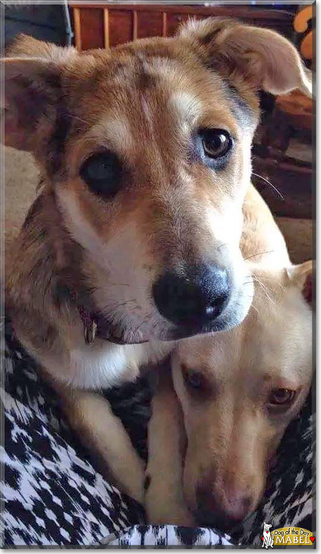 Mabel the Shepherd, Heeler mix, the Dog of the Day