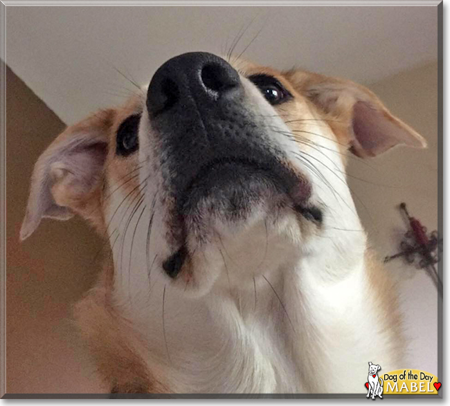 Mabel the Shepherd, Heeler mix, the Dog of the Day