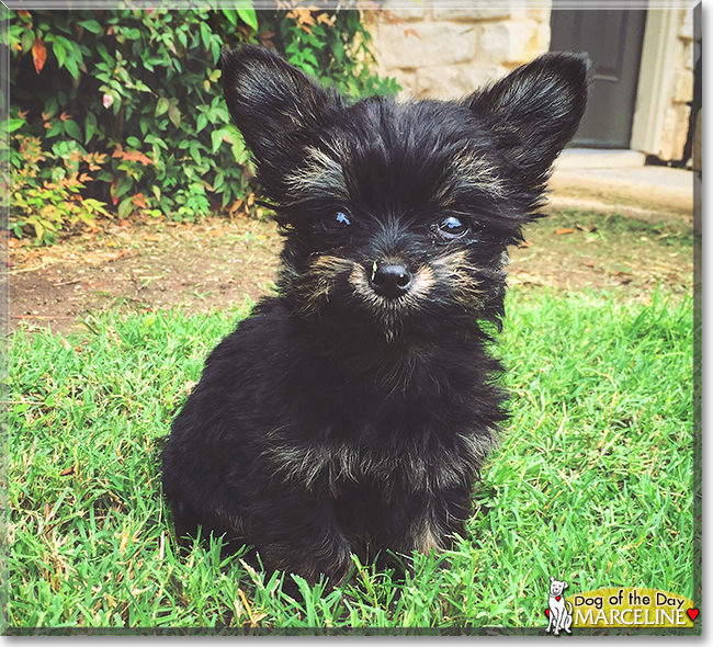 Marceline the Yorkshire Terrier, the Dog of the Day