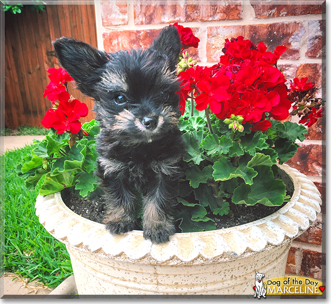 Marceline the Yorkshire Terrier, the Dog of the Day