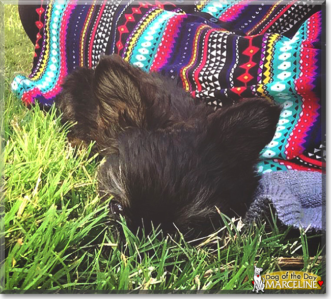 Marceline the Yorkshire Terrier, the Dog of the Day