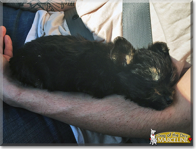 Marceline the Yorkshire Terrier, the Dog of the Day