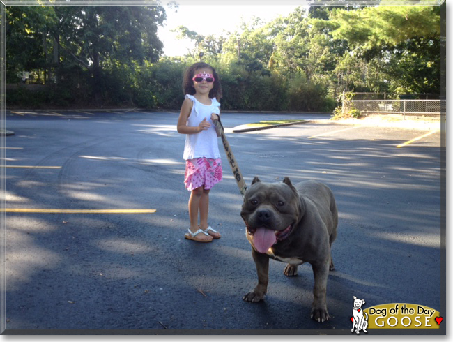 Goose the American Bulldog, the Dog of the Day