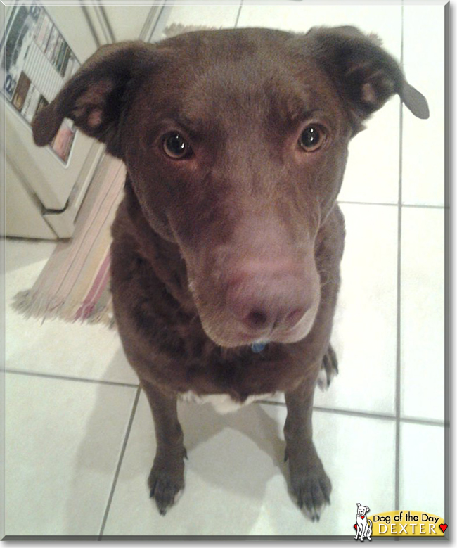 Chocolate lab mixed with australian clearance shepherd