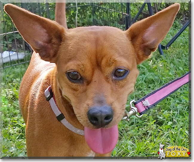 Foxy the Dog, the Dog of the Day