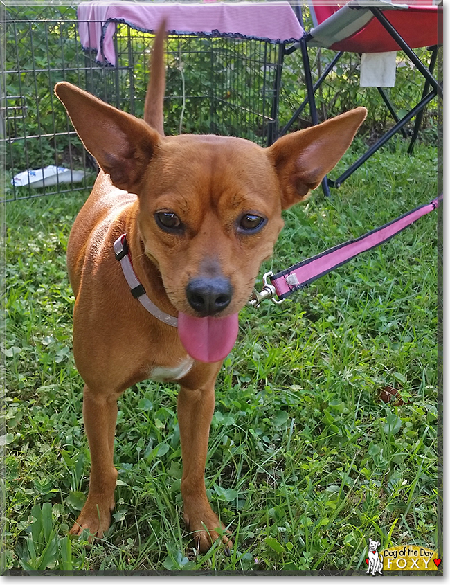 Foxy the Dog, the Dog of the Day