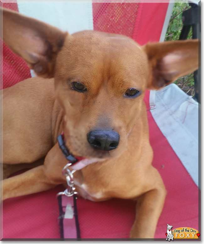 Foxy the Dog, the Dog of the Day