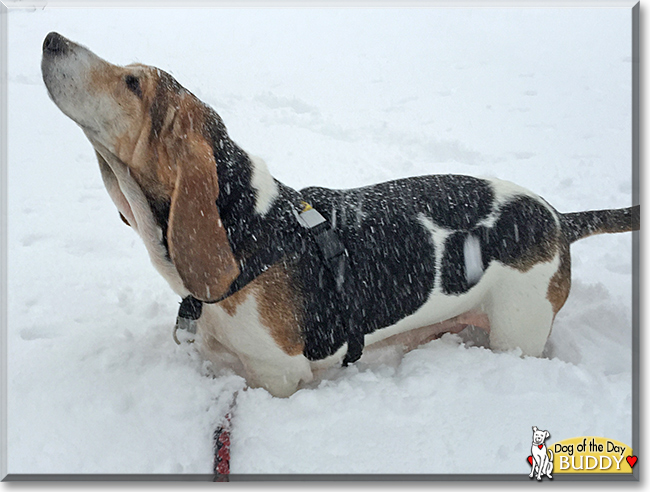 Buddy the Bassett Hound, the Dog of the Day