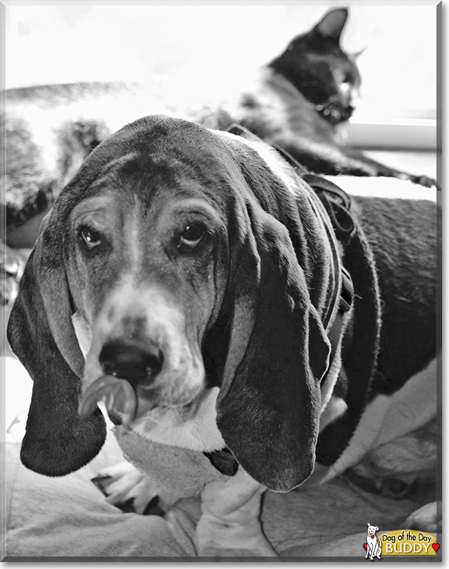 Buddy the Bassett Hound, the Dog of the Day