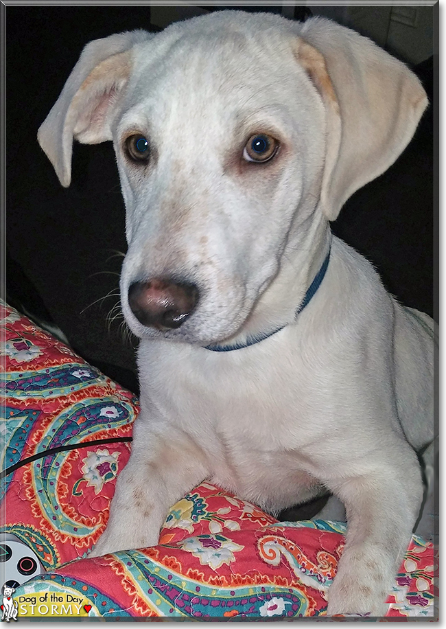 Stormy the Beagle/Labrador Retriever, the Dog of the Day