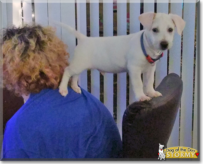 Stormy the Beagle/Labrador Retriever, the Dog of the Day