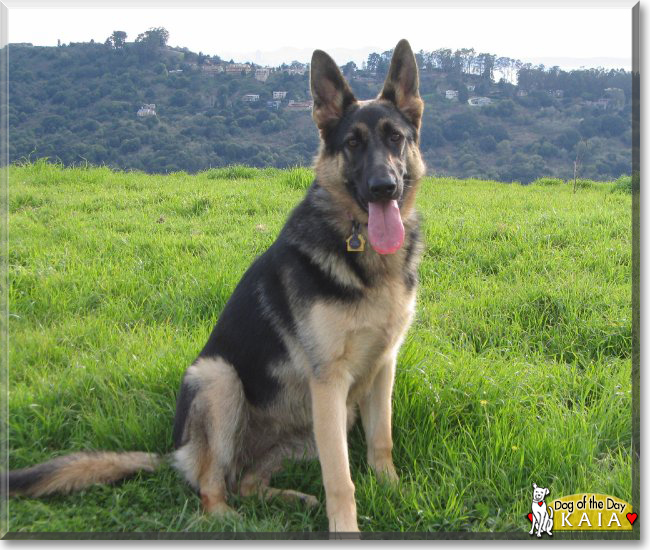 Kaia the German Shepherd, the Dog of the Day