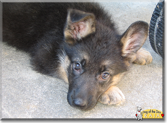 Kaia the German Shepherd, the Dog of the Day