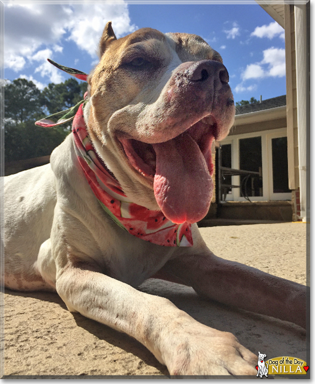 Nilla the Pit Bull Terrier, the Dog of the Day